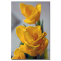Trademark Fine Art Martha Guerra 'Tulip Blooms IX' Canvas Art, 16x24 MG0144-C1624GG